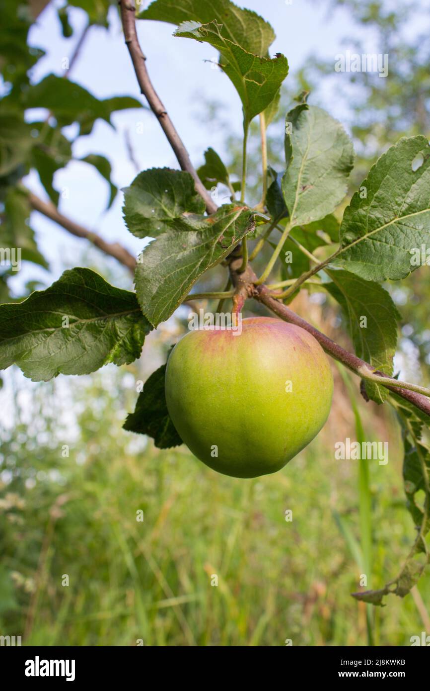 Una mela verde Foto Stock