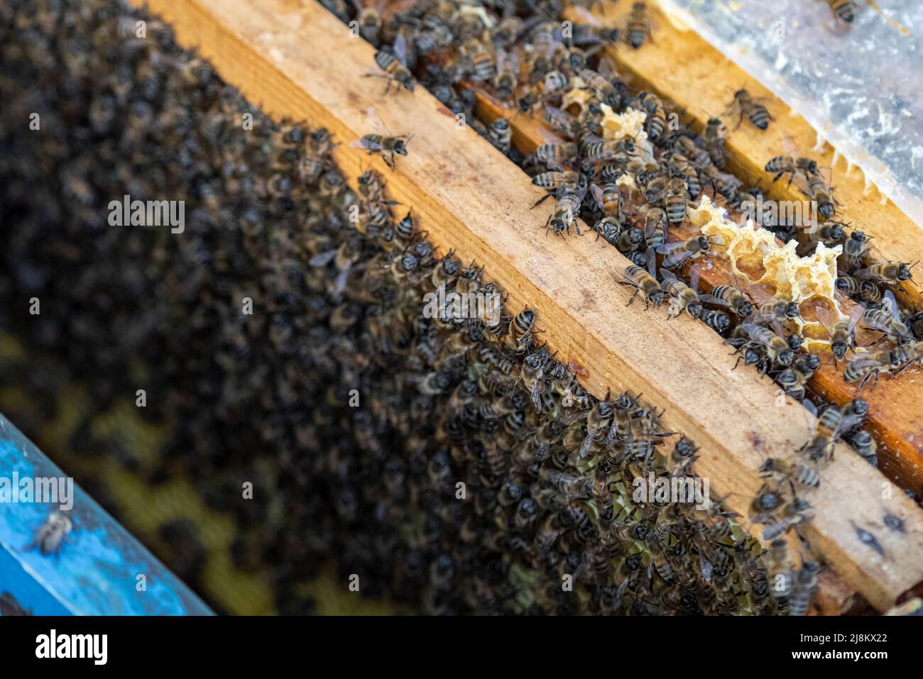 Primo piano con fuoco selettivo di una sciame di api che si aggrappano ai nidi d'ape. Foto Stock