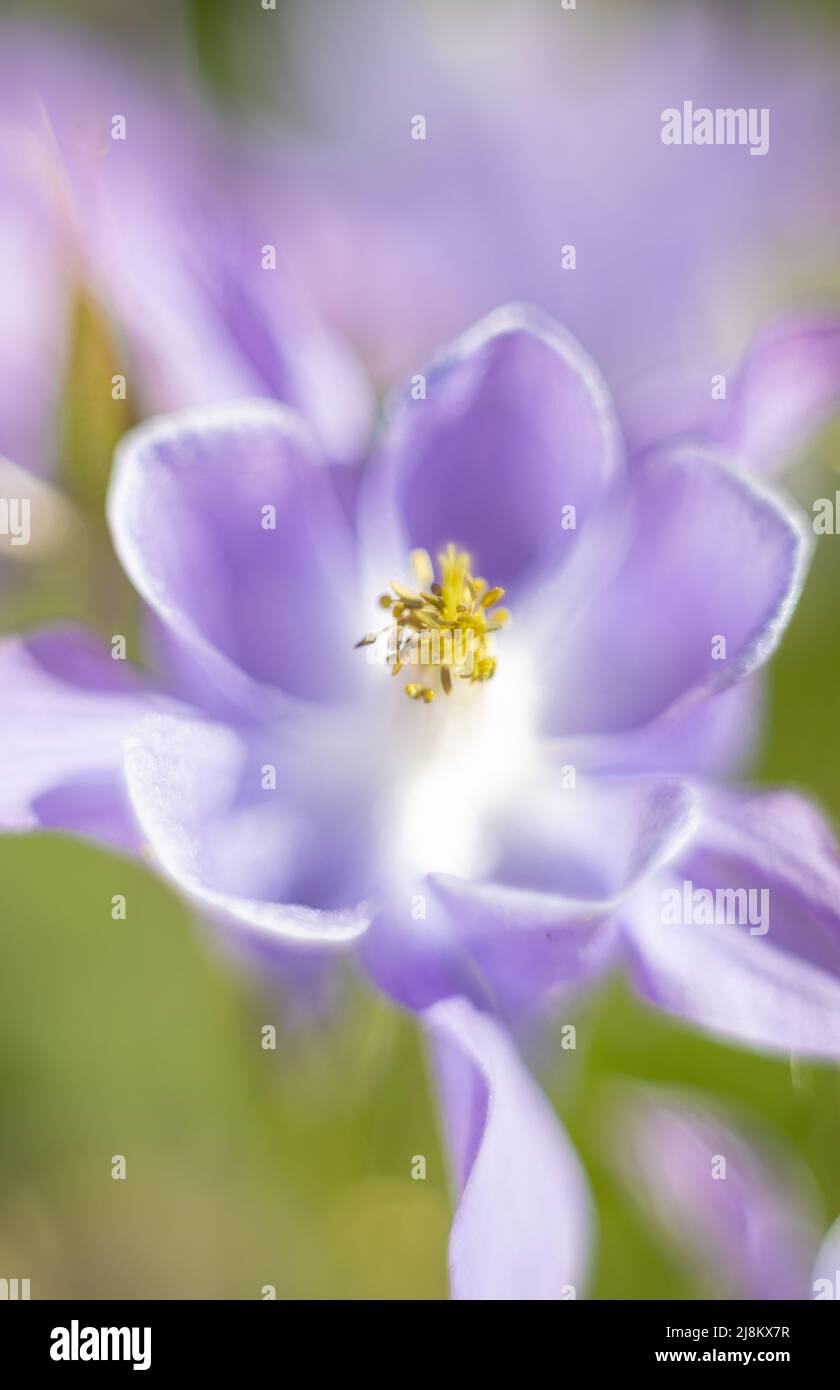macro scattata con un effetto sognante di un fiore colombino Foto Stock