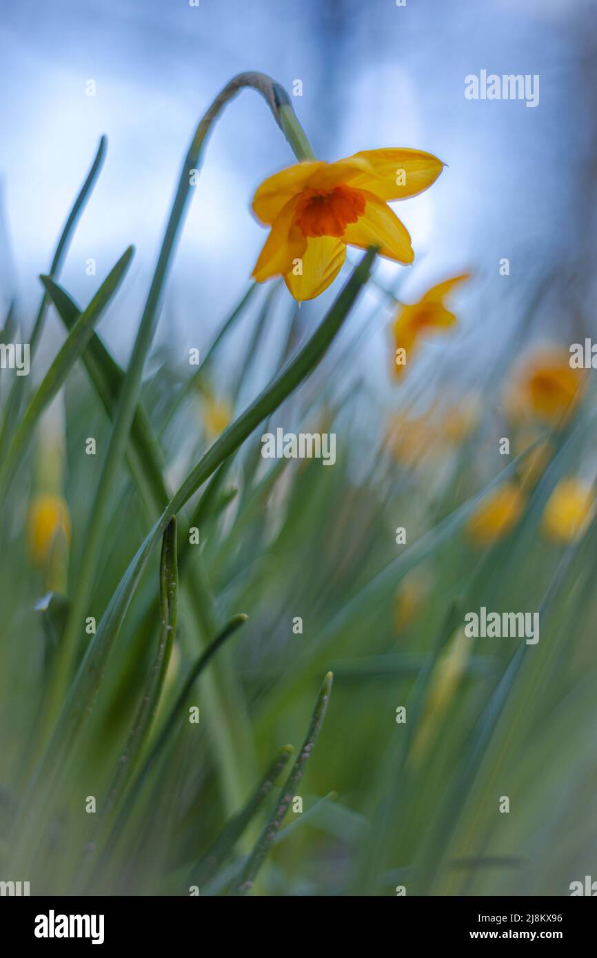 I fiori di primavera sognanti catturano con un vecchio obiettivo da 50 mm anaolog per un bokeh e una nitidezza da sogno Foto Stock