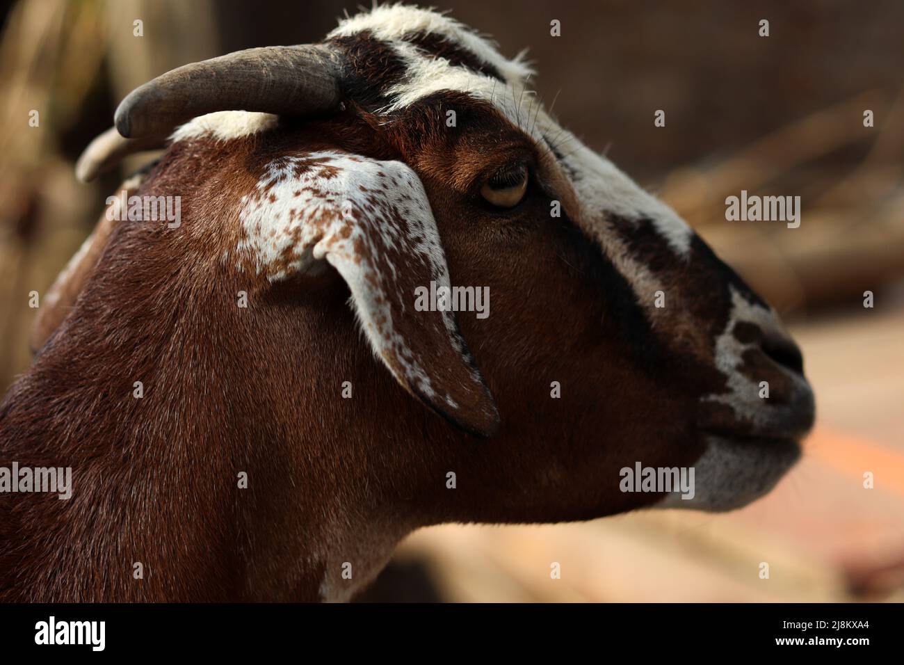 Primo piano di Brown PET Goat in Village. Foto Stock