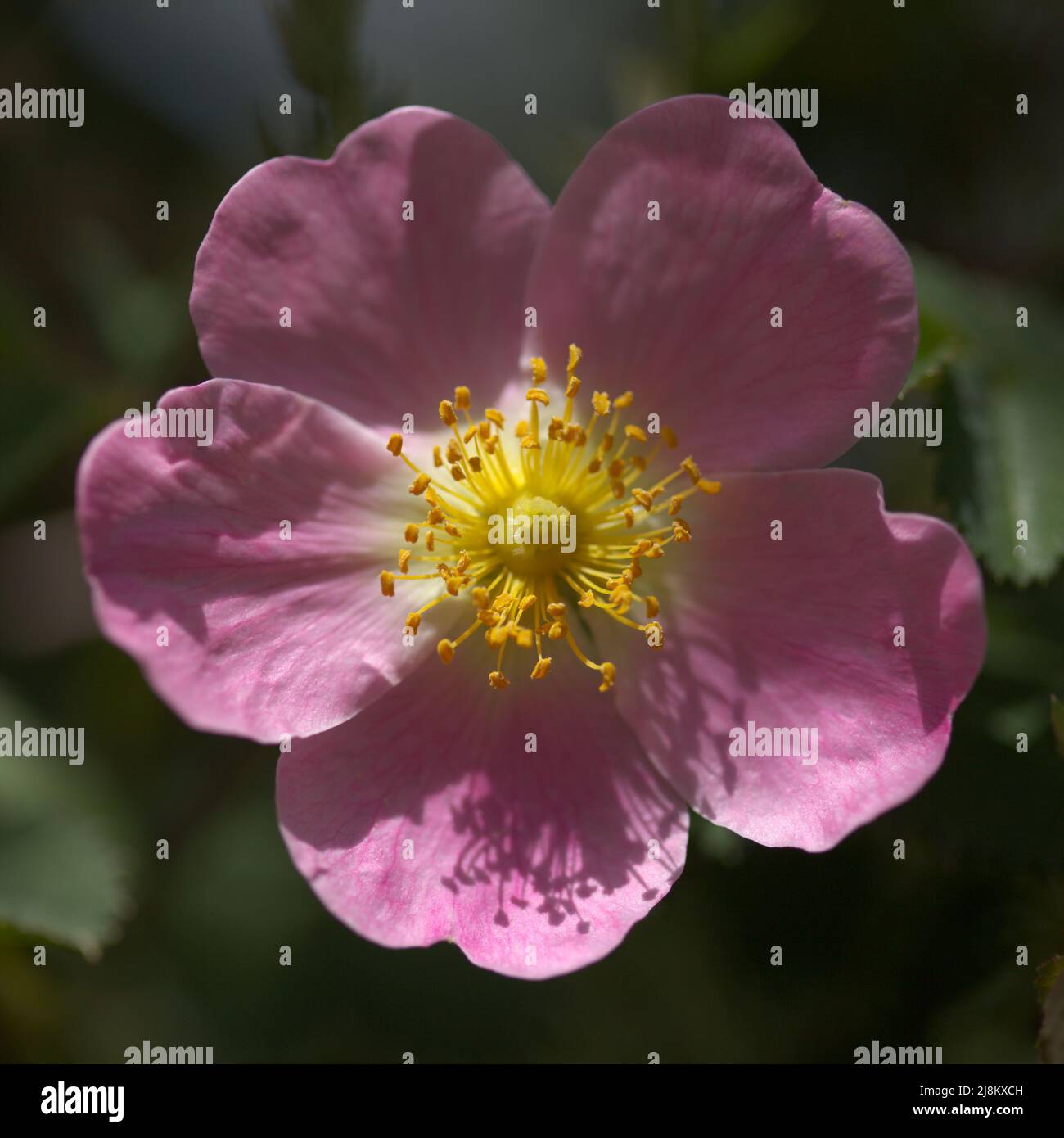 Flora di Gran Canaria - Rosa canina, rosa canina, macro fondo floreale naturale Foto Stock
