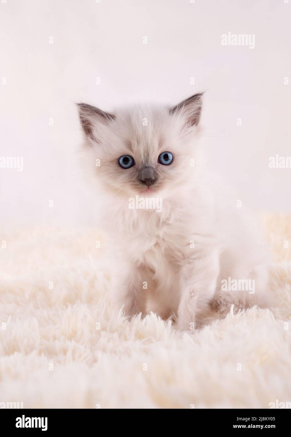gattino di ragdoll con occhi blu seduti su sfondo beige. Foto di alta qualità per biglietti e calendari Foto Stock
