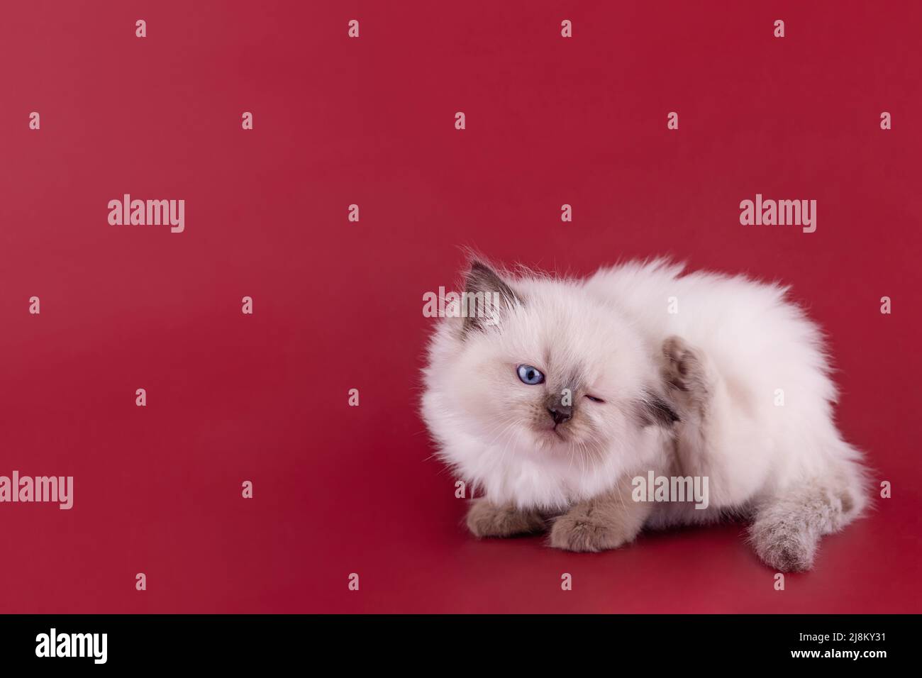 gattino di ragdoll con occhi blu seduti su sfondo rosso. Foto di alta qualità per biglietti e calendari spazio per testo Foto Stock