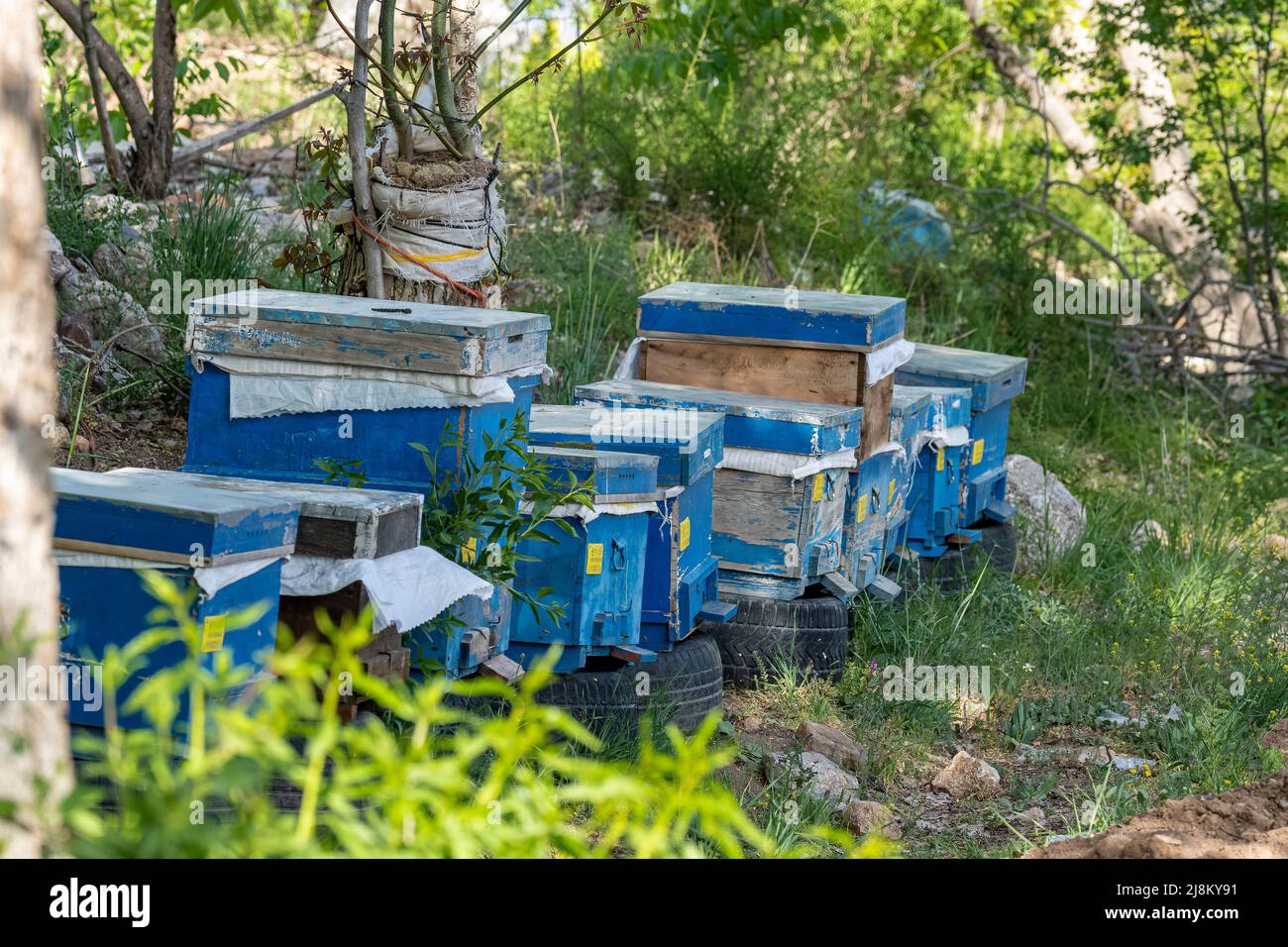 Primo piano di alveari blu grandi e piccoli con messa a fuoco selettiva. Foto Stock