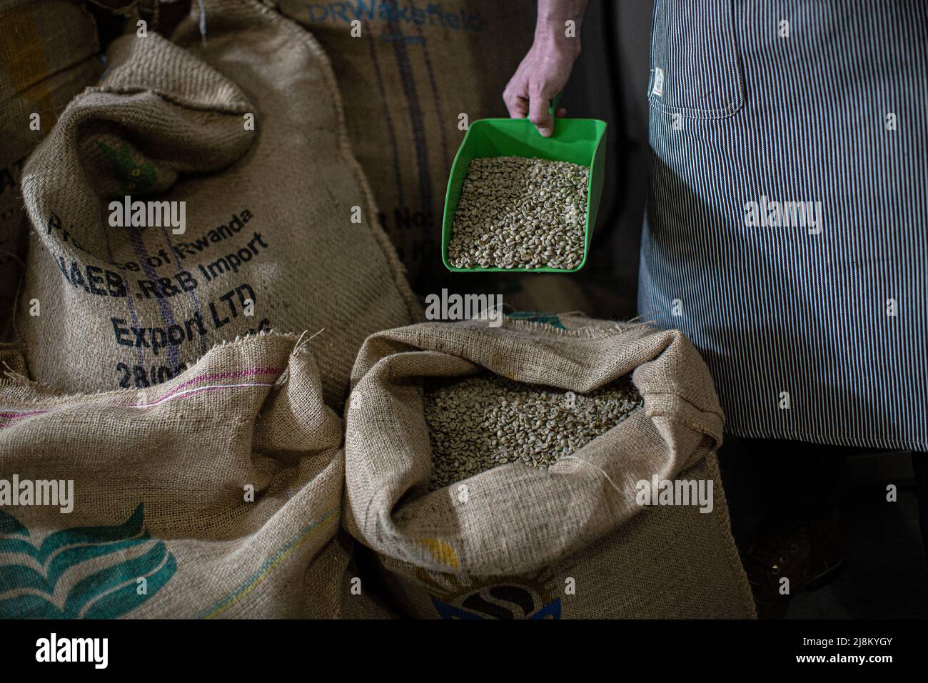 Mani maschili che prendono la paletta di caffè verde non torrefatto in sacco di burlap Foto Stock