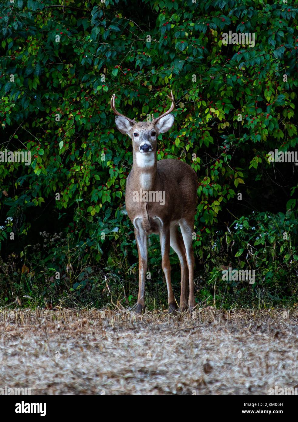 Un cervo a coda bianca che si trova sul bordo di un campo Foto Stock
