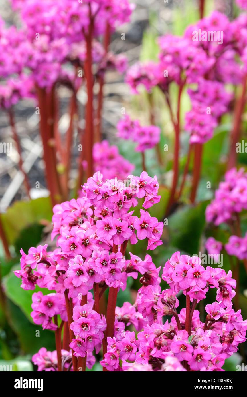 Bergenia 'Eroica', orecchie di elefante 'Eroica', Bergenia cordifolia 'Eroica'. Fiori rosa profondi Foto Stock