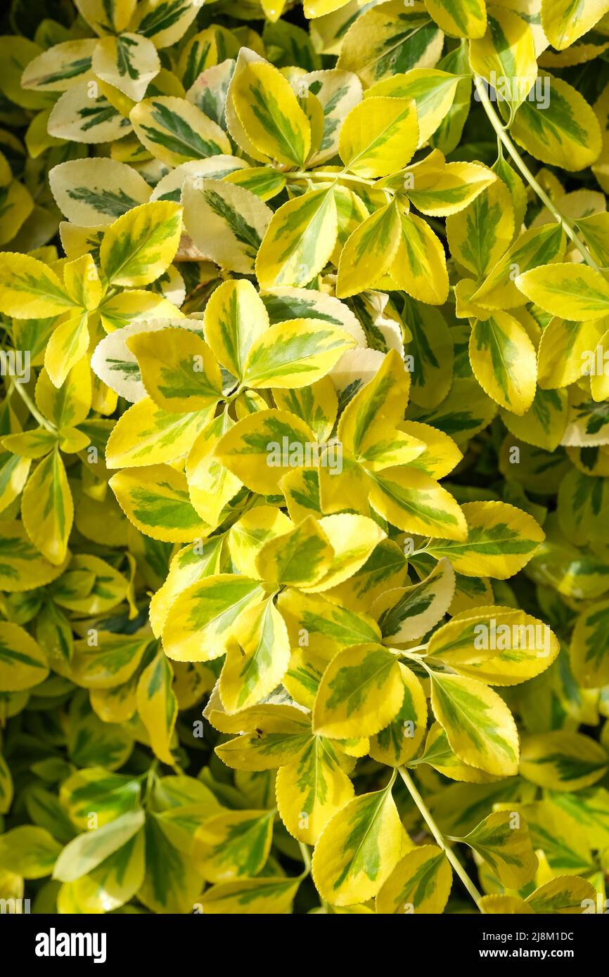 Euonymus fortunei 'Smeraldo 'n' Oro', fuso 'Smeraldo 'n' Oro'. Arbusto sempreverde nana con foglie di grosso margine giallo Foto Stock