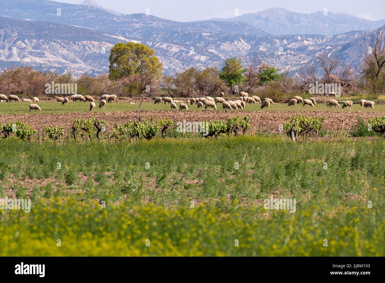 Primo piano di agnelli che si nutrono in natura, con fuoco selettivo. Foto Stock