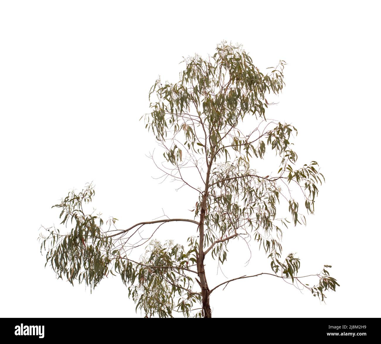 Flora di Gran Canaria - Eucalyptus camaldulensis, specie introdotta, isolato su sfondo bianco Foto Stock
