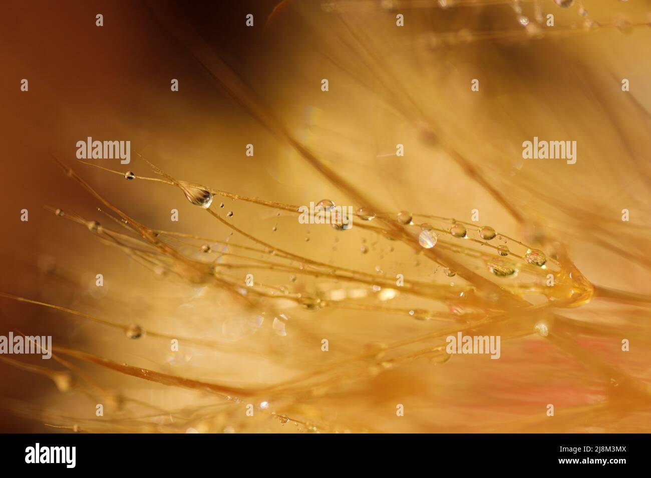 Dente di leone con gocce d'acqua filtrate. Foto Stock