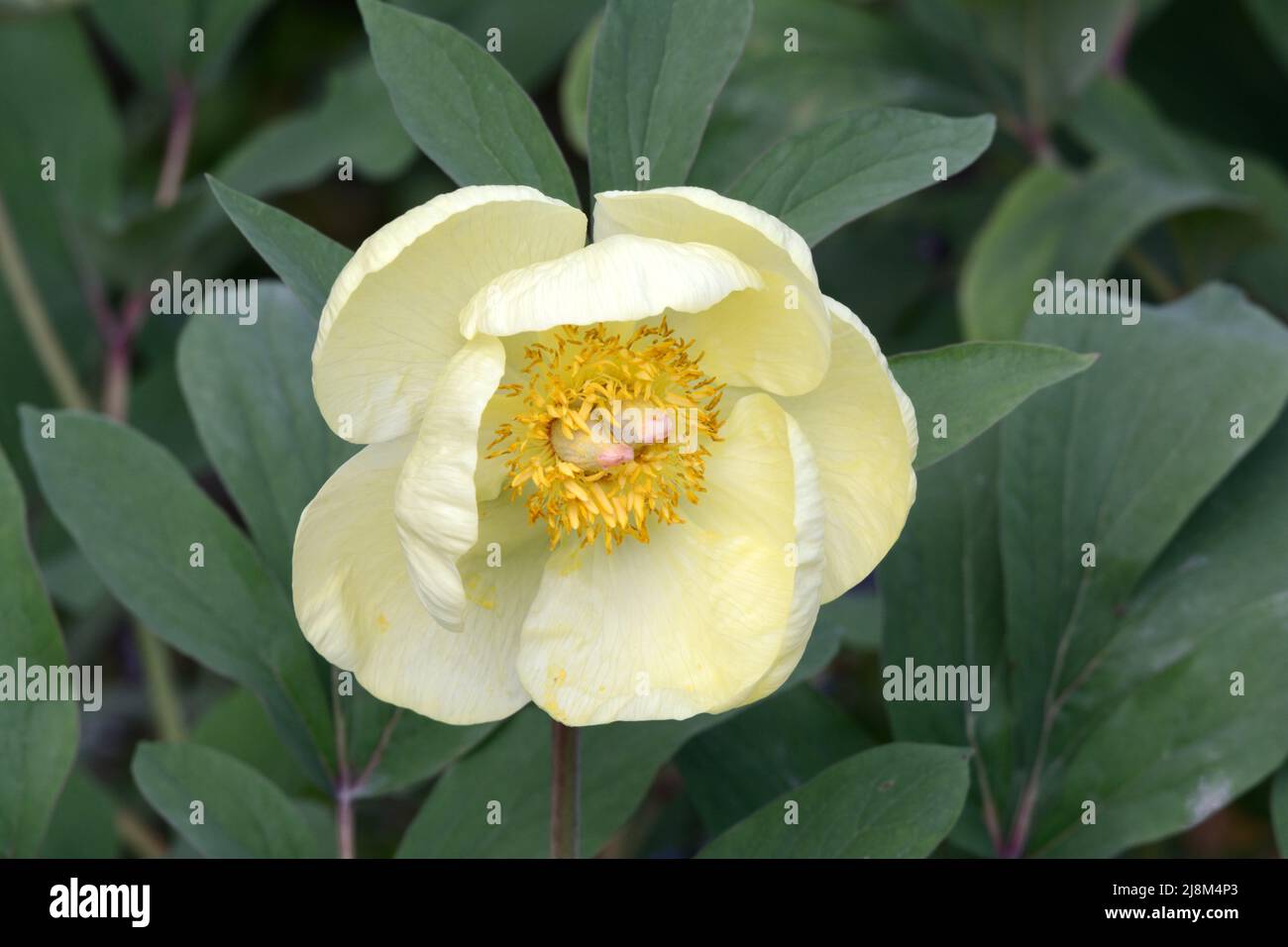 Paeonia mlokeswitschii ciotola a forma di fiore di peonia giallo Foto Stock