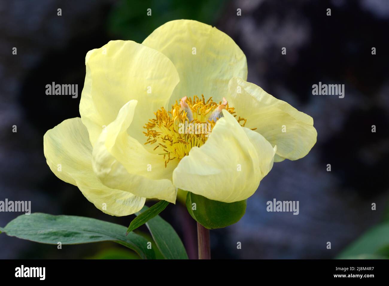 Paeonia mlokeswitschii ciotola a forma di fiore di peonia giallo Foto Stock