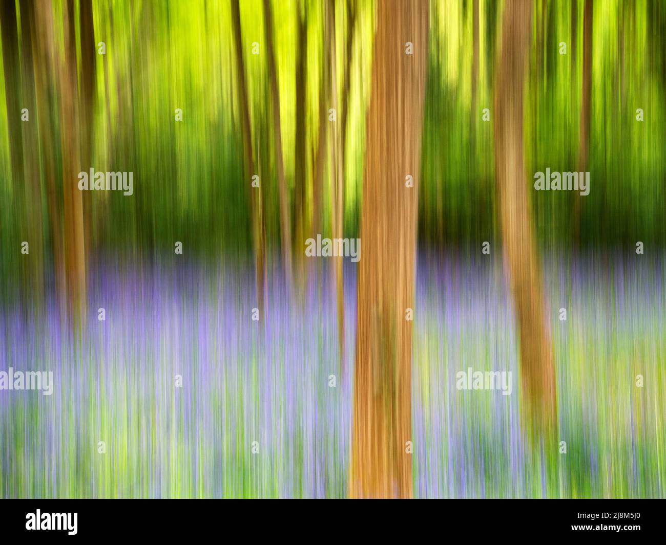 Bluebells astratto in primavera a Nidd Gorge Woods vicino Knaresborough Yorkshire Inghilterra Foto Stock
