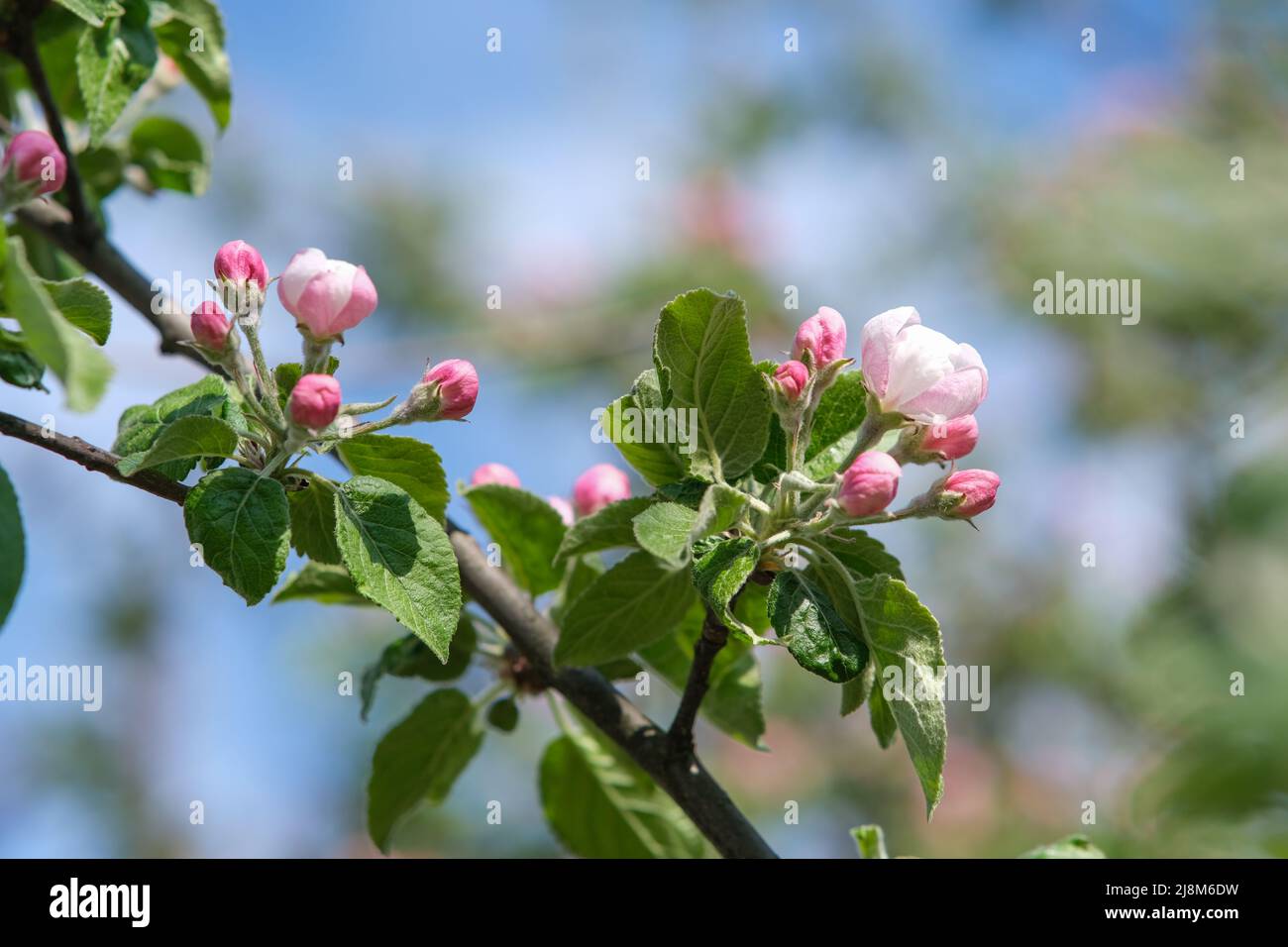 Un ramo di un melo fiorente. Foto Stock
