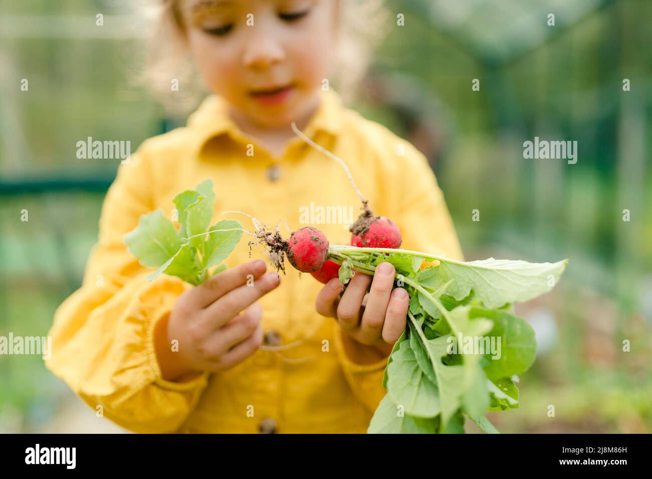 Bambina che raccoglie il rafano biologico in serra ecologica in primavera, stile di vita sostenibile. Foto Stock