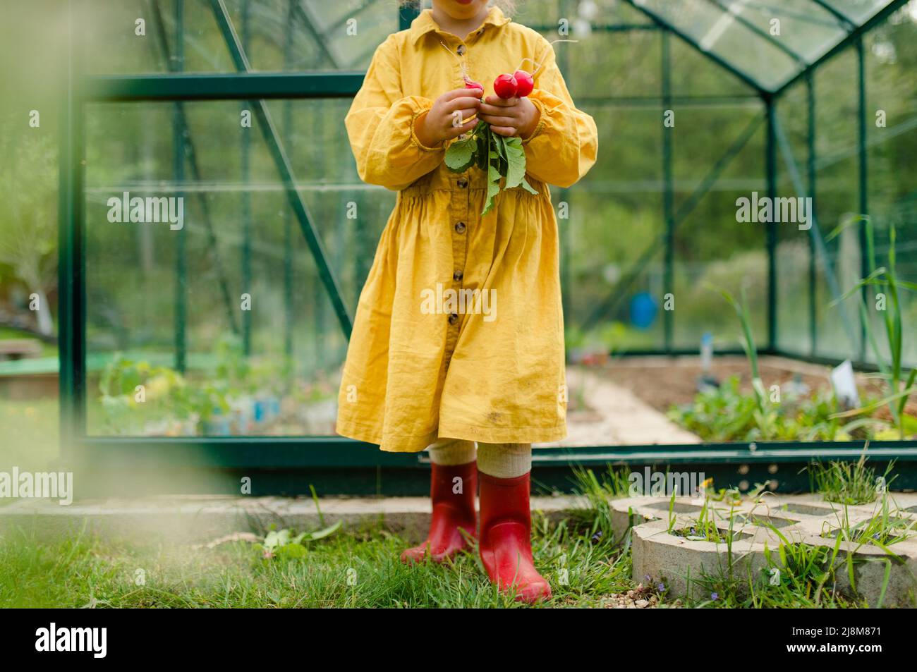 Bambina che raccoglie il rafano biologico in serra ecologica in primavera, stile di vita sostenibile. Foto Stock