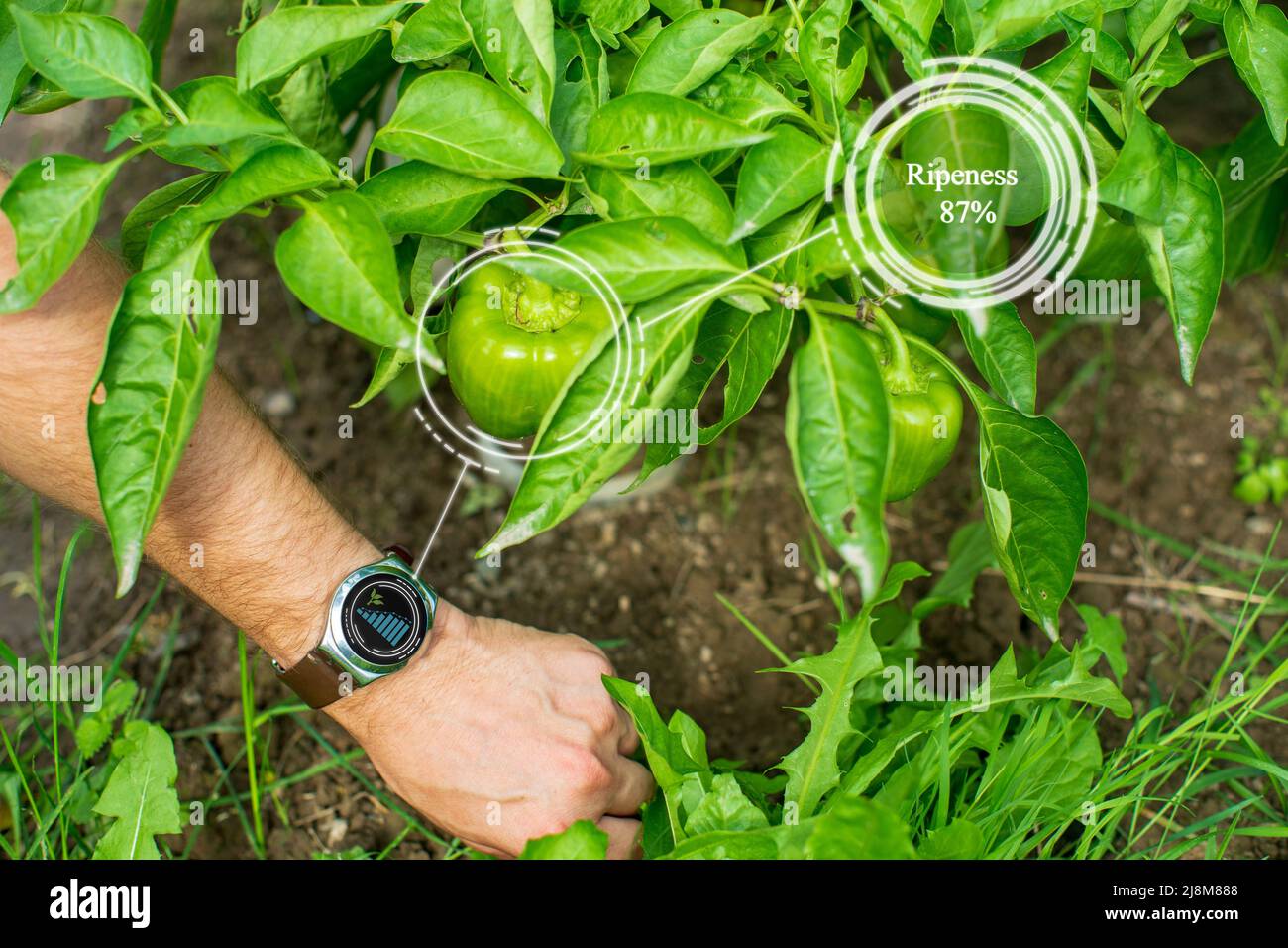 Innovazione sistema agricolo intelligente. Utilizzare l'intelligenza artificiale da agronomo, agricoltore per aiutare nell'analisi del prodotto, valutazione della qualità, facendo st Foto Stock