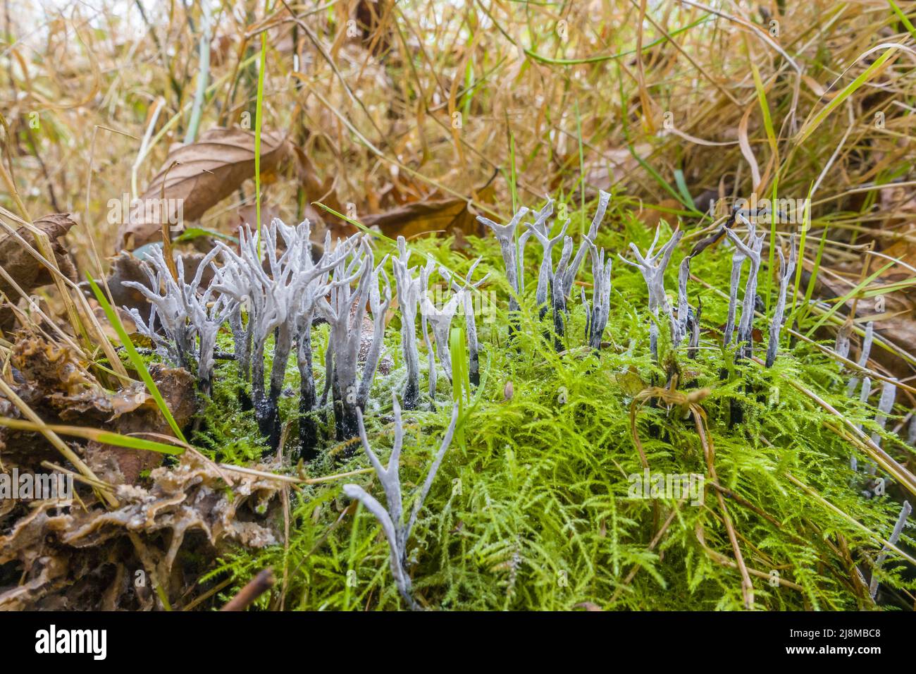 Candlesnuff fungo Xylaria hypoxylon (Xylariaceae) che cresce in una riserva naturale nella campagna del Regno Unito Herefordshire, dicembre 2021. Foto Stock