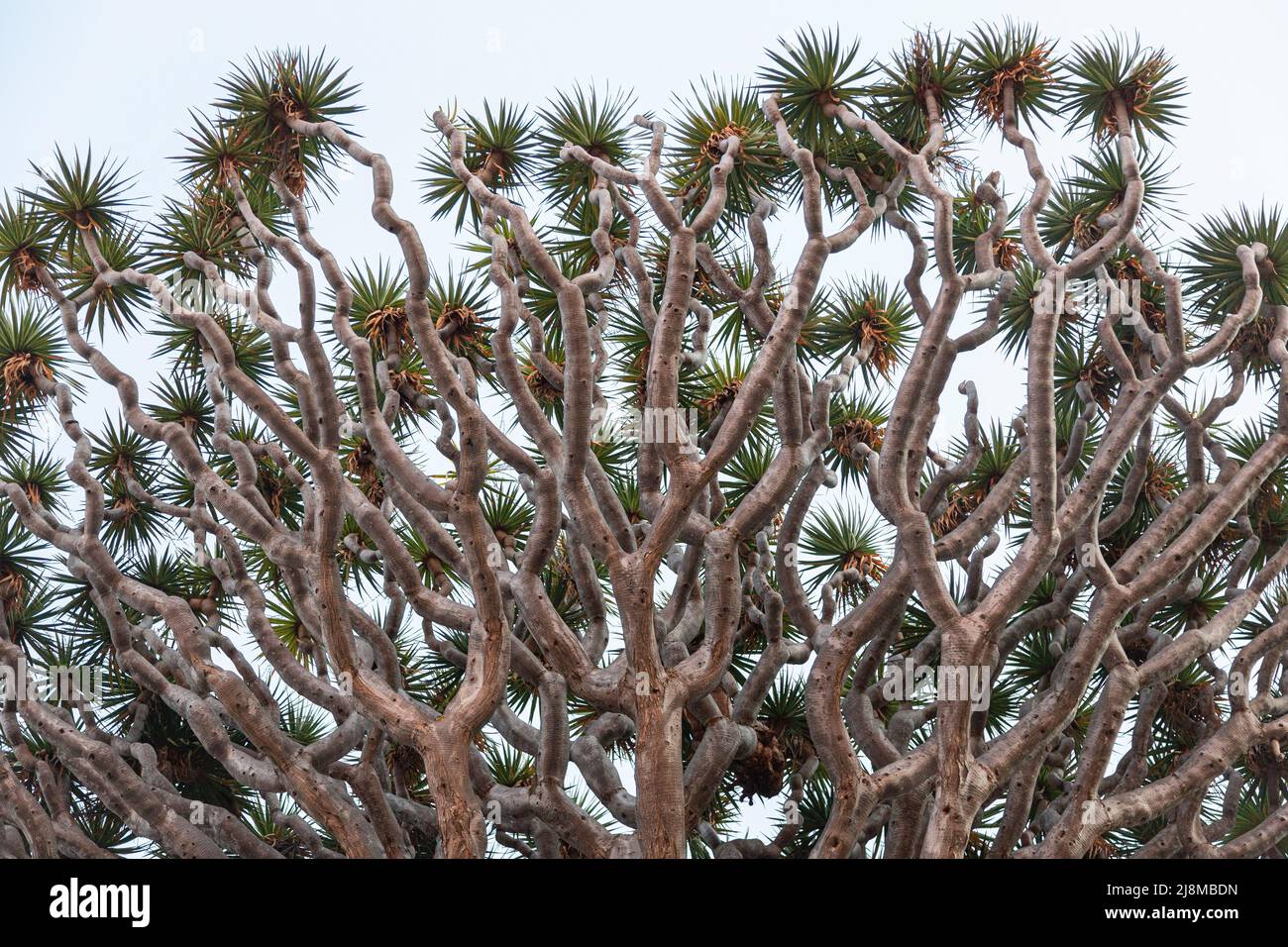 Dettagli dell'albero del sangue del Drago sull'isola di Tenerife, Spagna Foto Stock