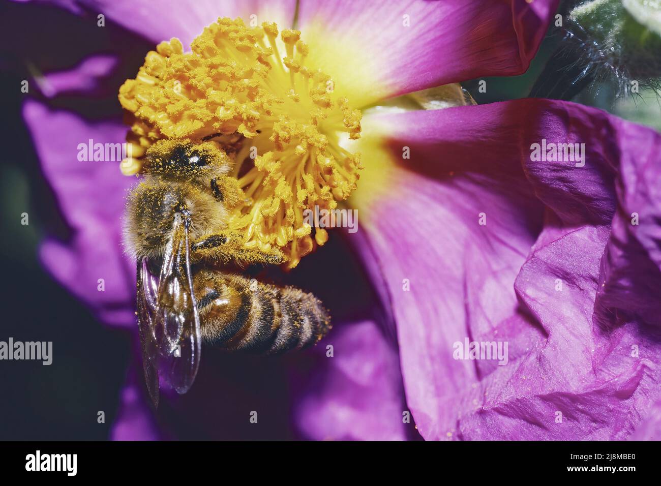 ape di miele occidentale coperta di polline su un fiore rosa rockrose rosa Foto Stock