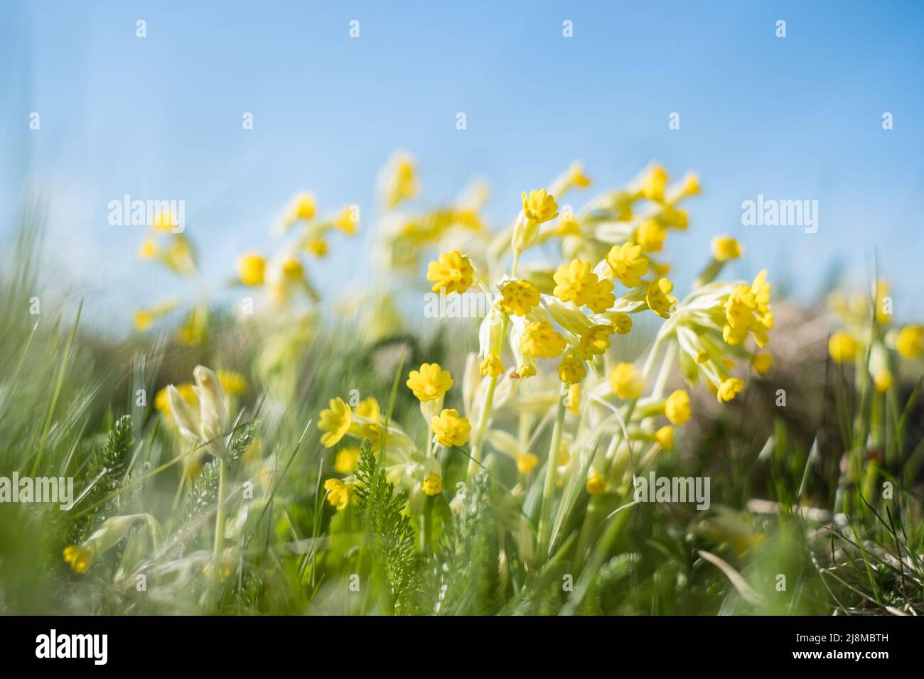 Fiori di vacchetta giallo chiaro che crescono su un prato durante la primavera. Foto Stock