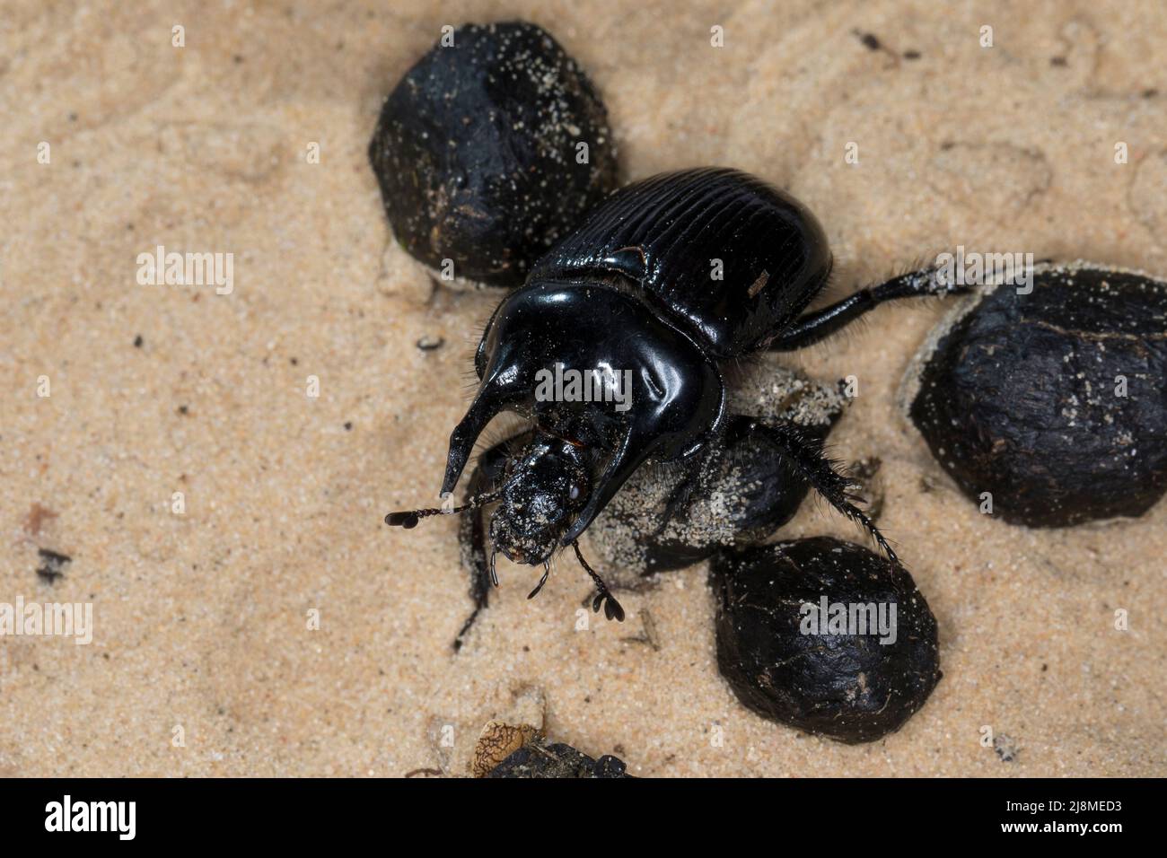 Stierkäfer, Männchen, zwischen Kot, Losung von Schaf, Typhaeus typhoeus, Coleotteri minotauri, maschi, le Minotaure, Mistkäfer, Geotrupidae, coleotteri del polmone Foto Stock