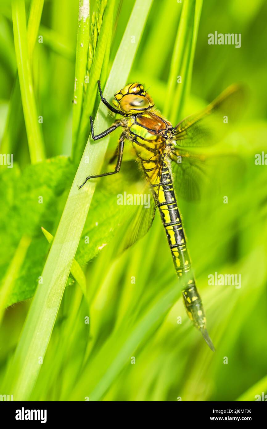 Una libellula nel verde erba spessa nella radura, primo piano. Verde foresta giovane illuminata dal sole lungo il Danubio nel periodo estivo Foto Stock