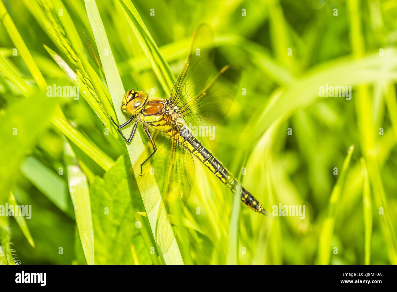 Una libellula nel verde erba spessa nella radura, primo piano. Verde foresta giovane illuminata dal sole lungo il Danubio nel periodo estivo Foto Stock