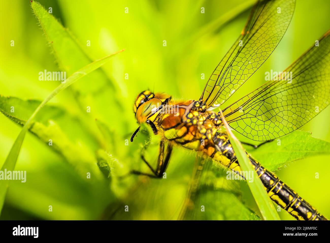 Una libellula nel verde erba spessa nella radura, primo piano. Verde foresta giovane illuminata dal sole lungo il Danubio nel periodo estivo Foto Stock
