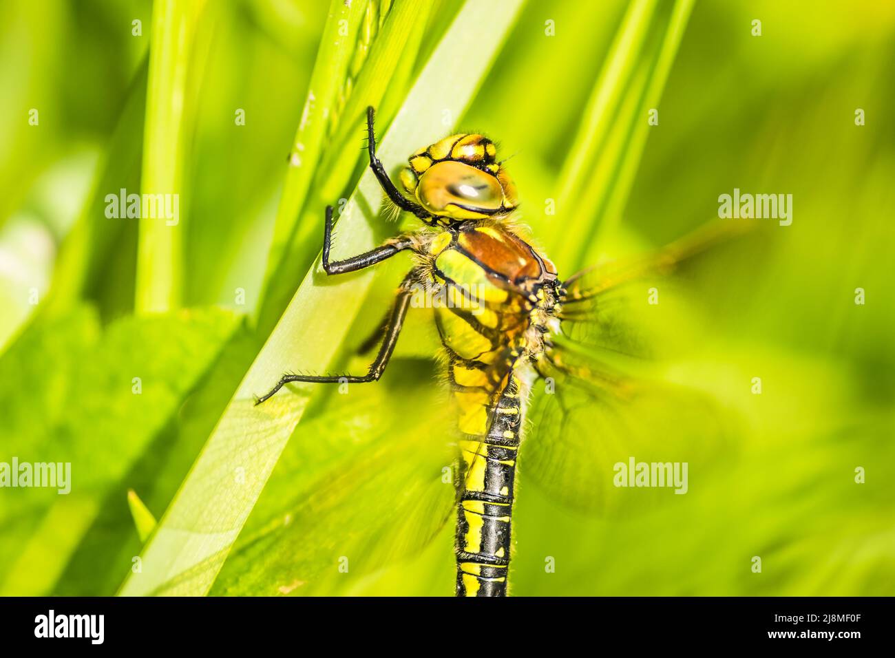 Una libellula nel verde erba spessa nella radura, primo piano. Verde foresta giovane illuminata dal sole lungo il Danubio nel periodo estivo Foto Stock