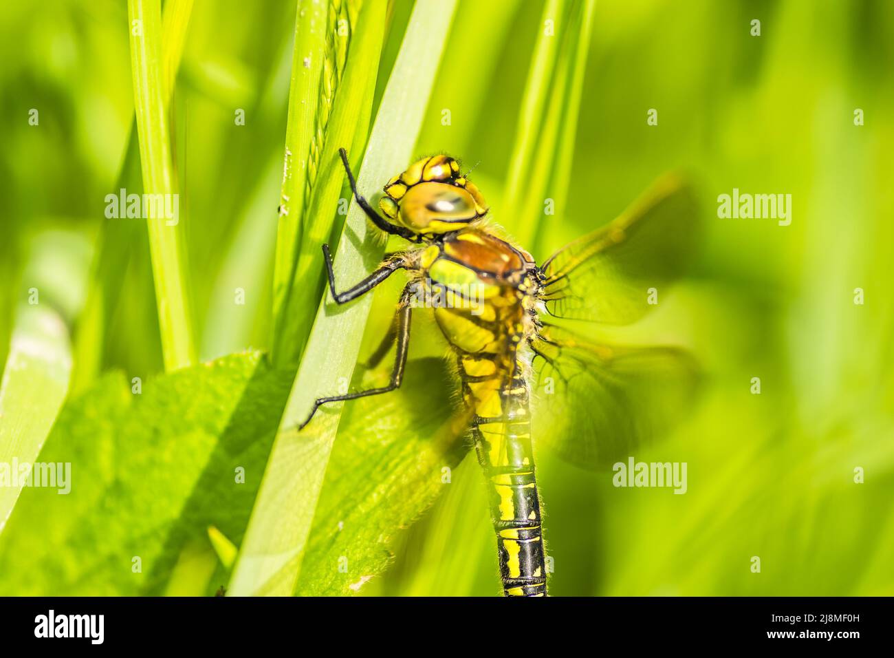 Una libellula nel verde erba spessa nella radura, primo piano. Verde foresta giovane illuminata dal sole lungo il Danubio nel periodo estivo Foto Stock
