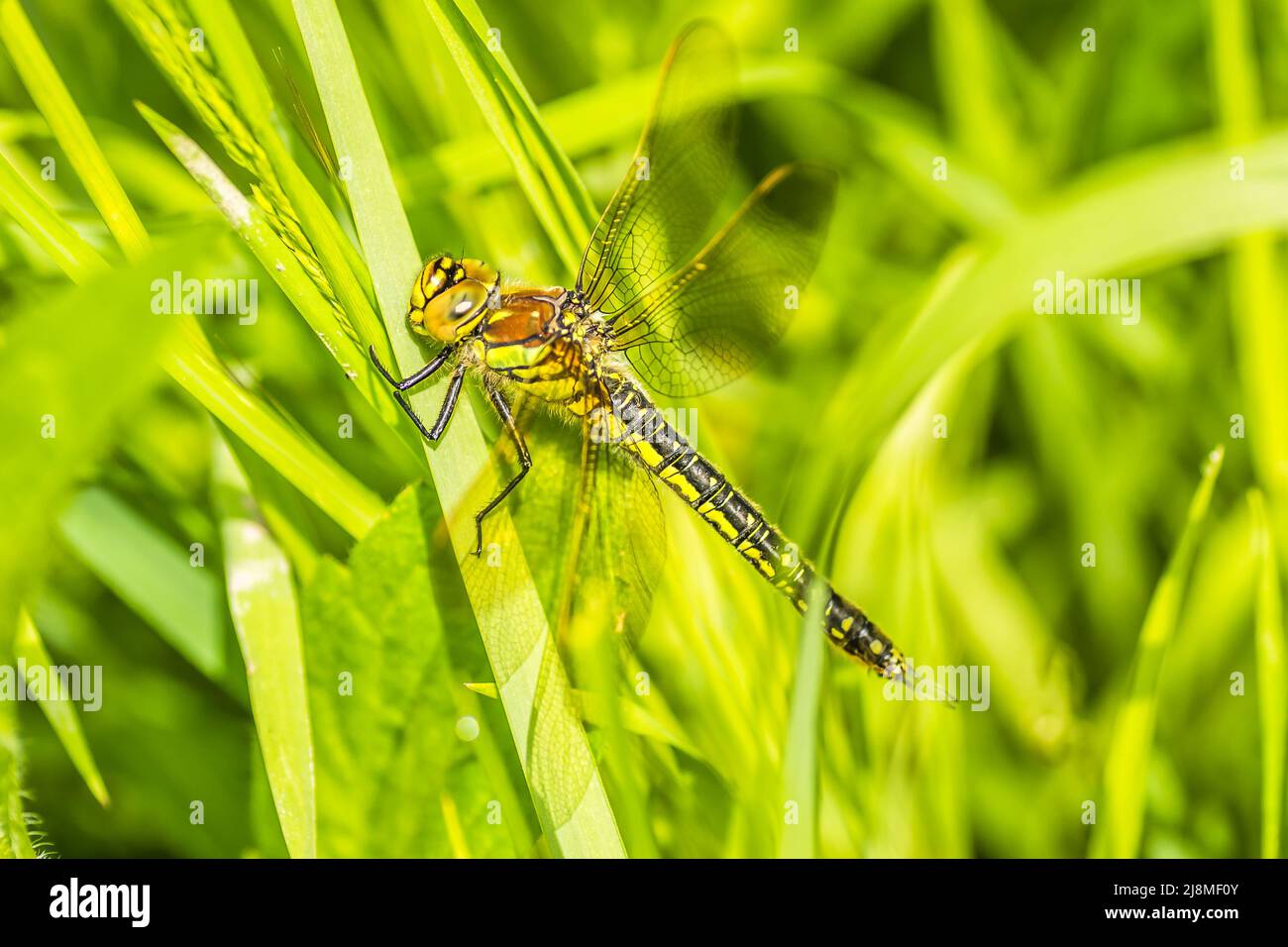 Una libellula nel verde erba spessa nella radura, primo piano. Verde foresta giovane illuminata dal sole lungo il Danubio nel periodo estivo Foto Stock