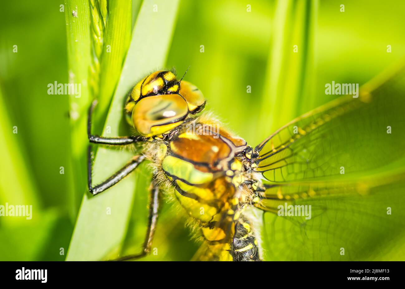 Una libellula nel verde erba spessa nella radura, primo piano. Verde foresta giovane illuminata dal sole lungo il Danubio nel periodo estivo Foto Stock