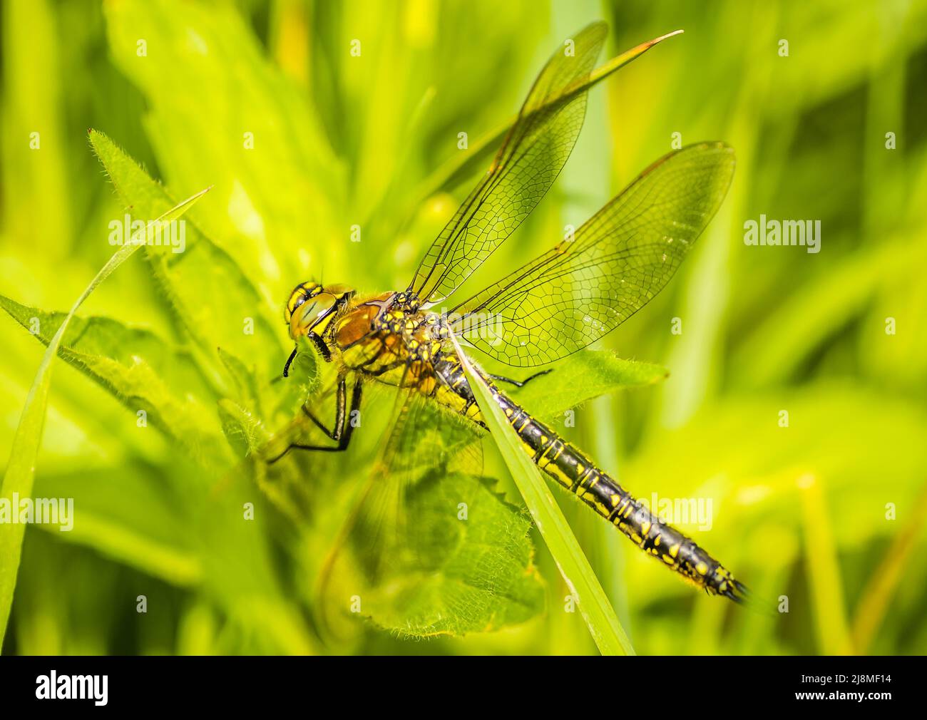 Una libellula nel verde erba spessa nella radura, primo piano. Verde foresta giovane illuminata dal sole lungo il Danubio nel periodo estivo Foto Stock