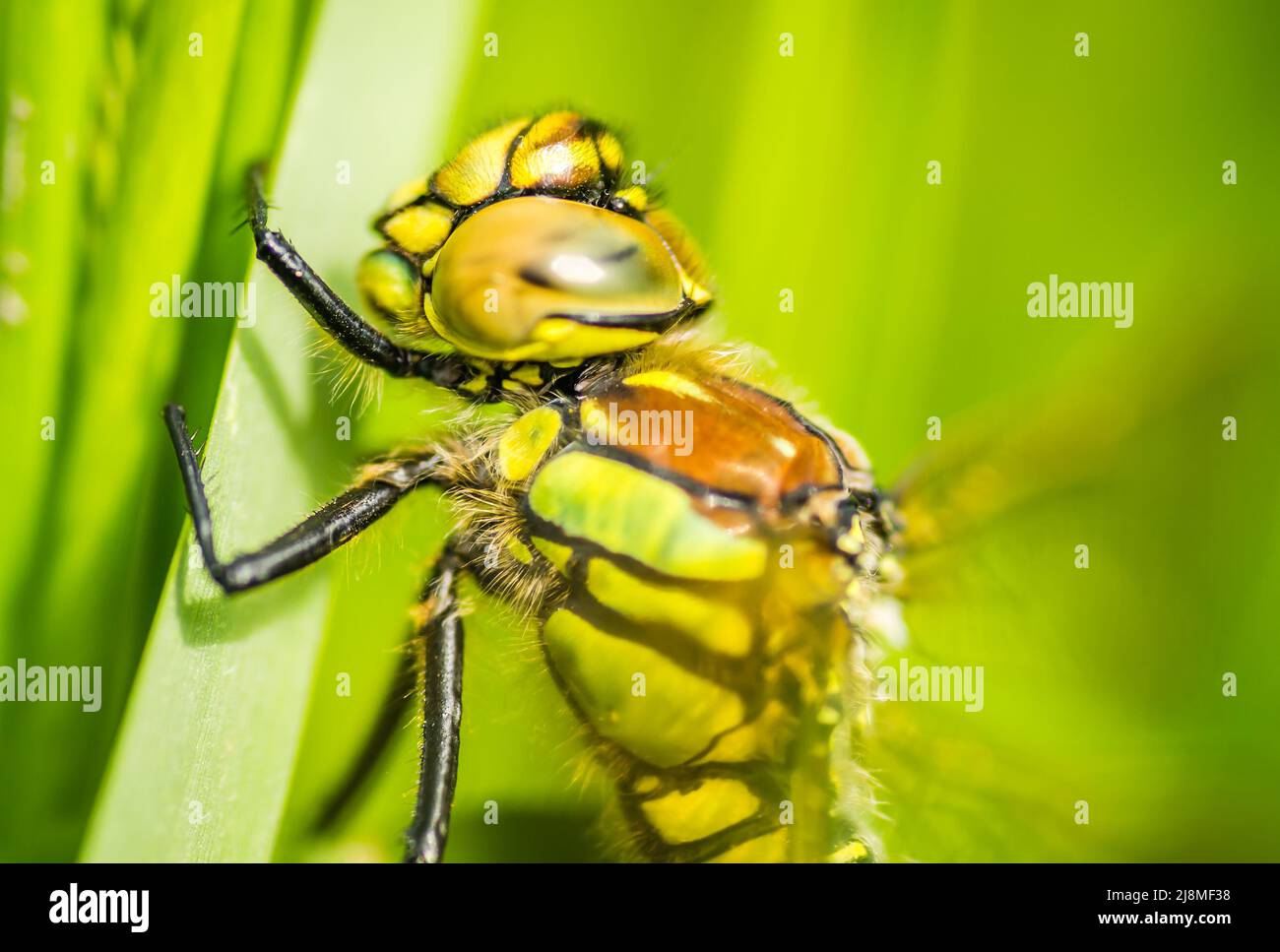 Una libellula nel verde erba spessa nella radura, primo piano. Verde foresta giovane illuminata dal sole lungo il Danubio nel periodo estivo Foto Stock