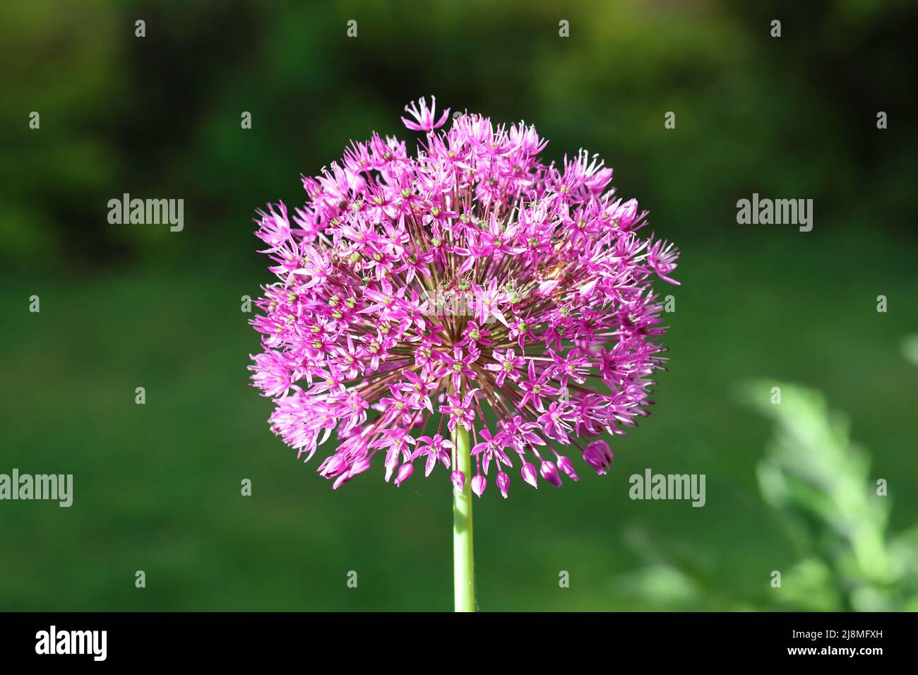 primo piano di un fiore singolo di allio viola completamente fiorito con luce solare su uno sfondo sfocato verde Foto Stock