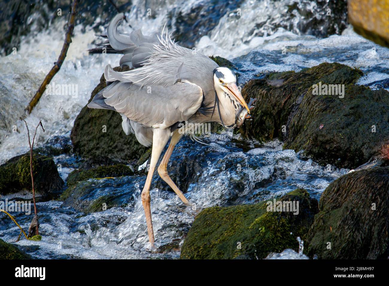 Un Heron grigio che pesca in una strana sul fiume Tame all'ombra del Castello di Tamworth. L'airone grigio è stato avvistato in questa posizione molto vicino al centro della città di Tamworth. Foto Stock