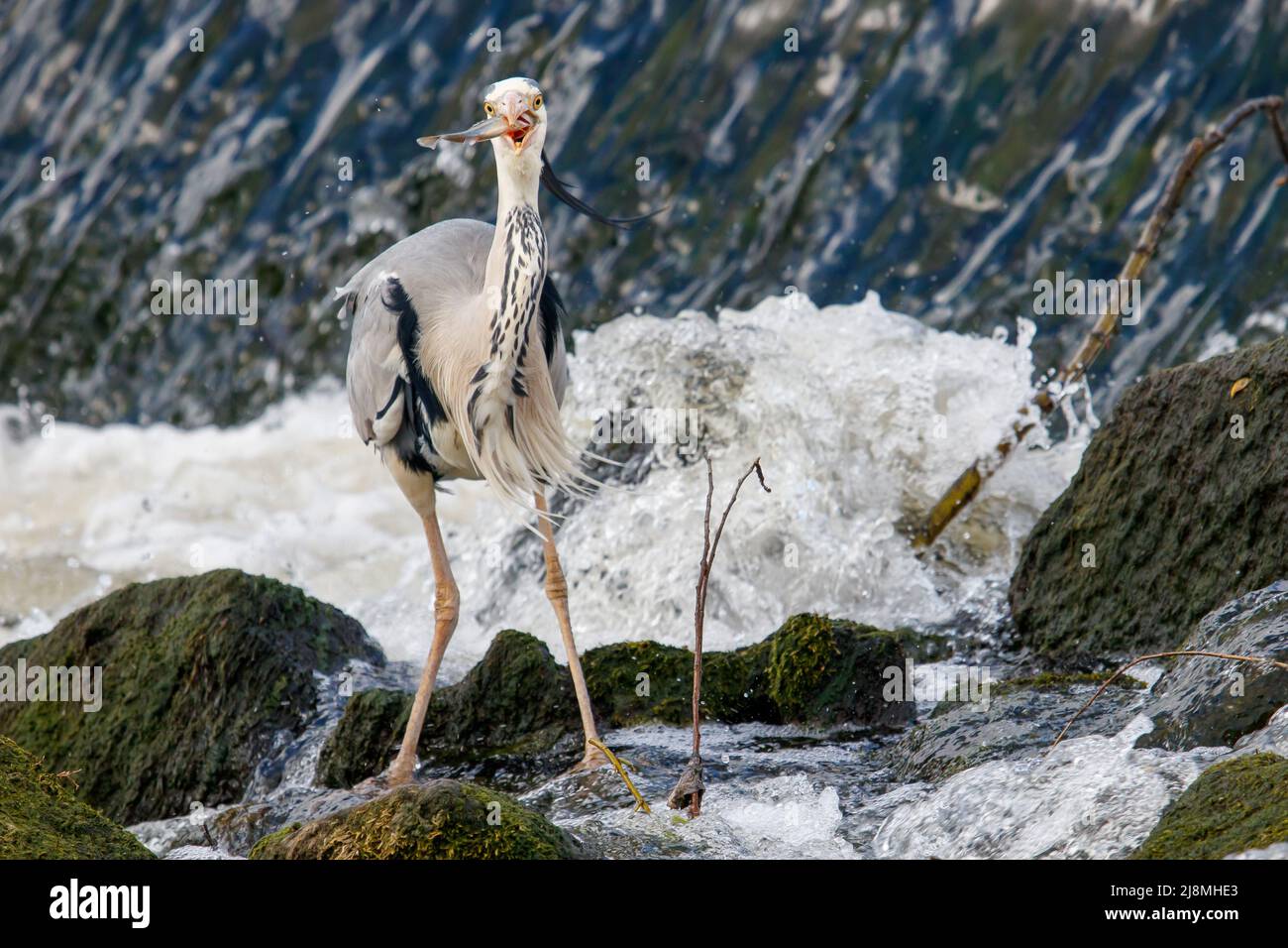 Un Heron grigio che pesca in una strana sul fiume Tame all'ombra del Castello di Tamworth. L'airone grigio è stato avvistato in questa posizione molto vicino al centro della città di Tamworth. Foto Stock