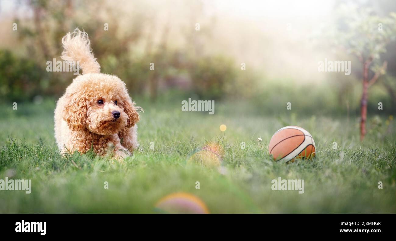 Una piccola pallina beige gioca con una piccola palla di basket in gomma in una giornata estiva soleggiata. Sfondo orizzontale, ampio, sfocato con raggi solari e sp Foto Stock