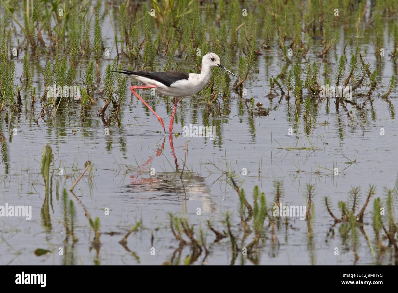 Slilt ad alare nera (Himantopus himantopus) Hickling Broad NWT Norfolk GB UK May 2022 Foto Stock