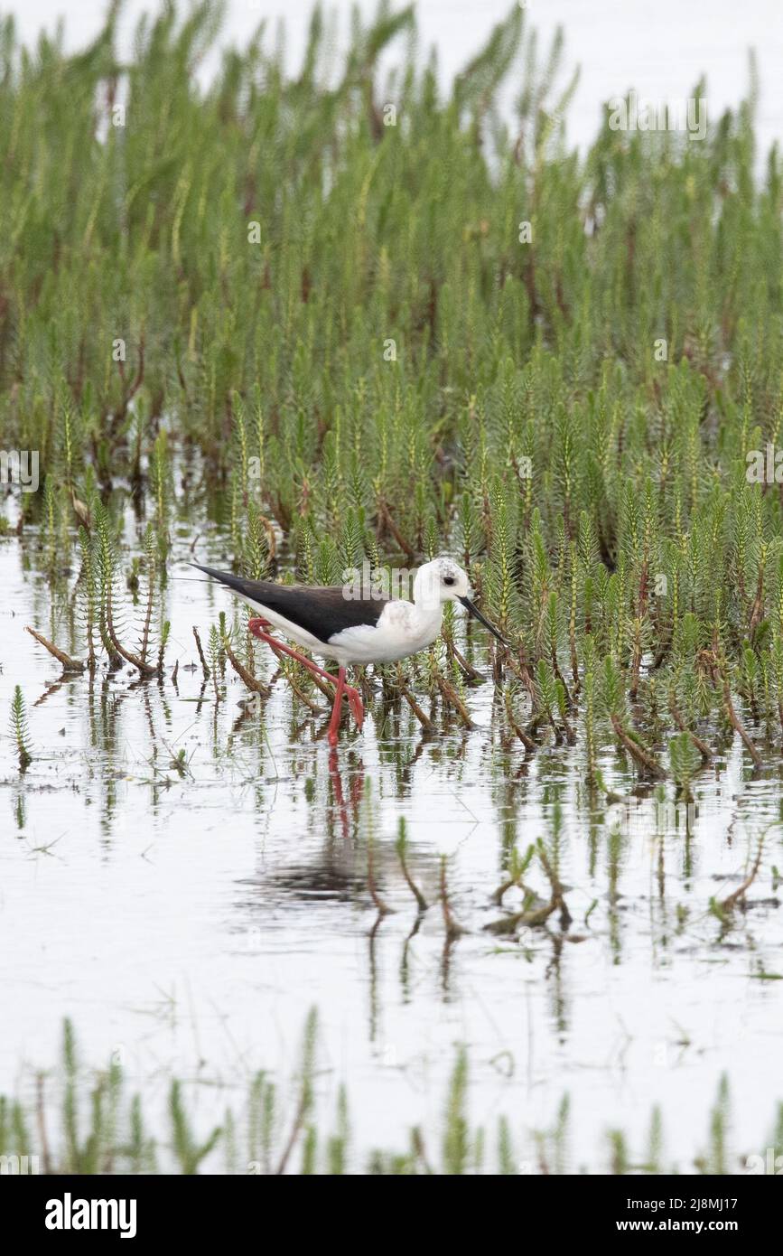 Slilt ad alare nera (Himantopus himantopus) Hickling Broad NWT Norfolk GB UK May 2022 Foto Stock