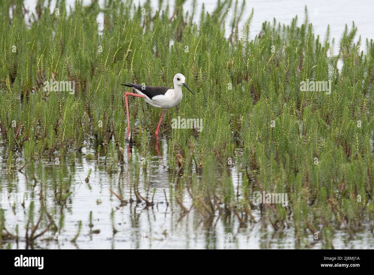 Slilt ad alare nera (Himantopus himantopus) Hickling Broad NWT Norfolk GB UK May 2022 Foto Stock