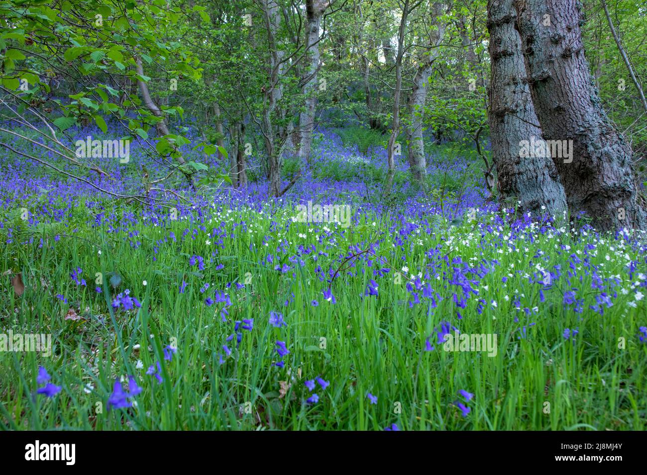 Legno di Bluebell in fiore nella contea di Durham in primavera Foto Stock