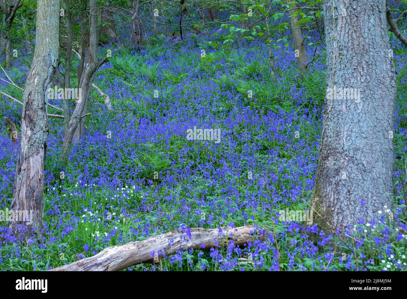 Legno di Bluebell in fiore nella contea di Durham in primavera Foto Stock