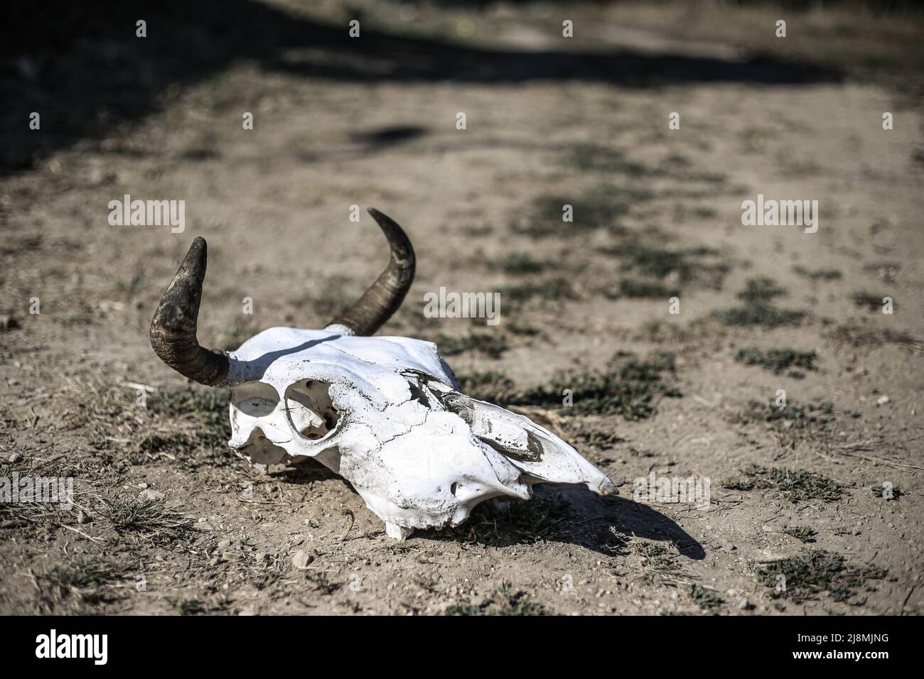 Scheletro della testa (cranio) di una mucca cornata su terreno asciutto dal calore in una giornata calda luminosa Foto Stock