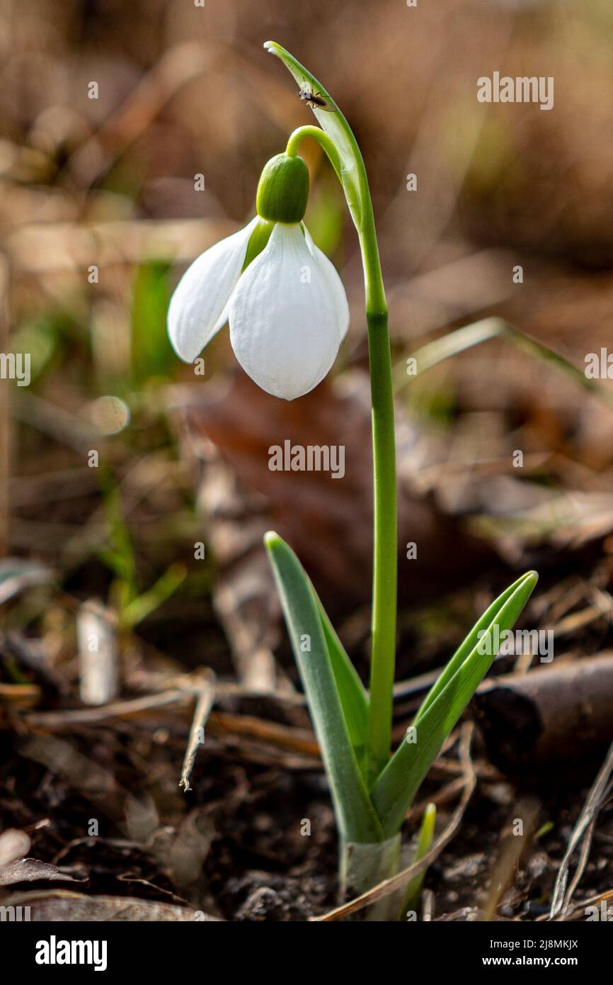 Grande nevralgico, Galanthus elwesii, fiorente in Brønnøysund Norvegia. Uno dei primi fiori a scoppiare nel tardo inverno / primavera presto. Foto Stock