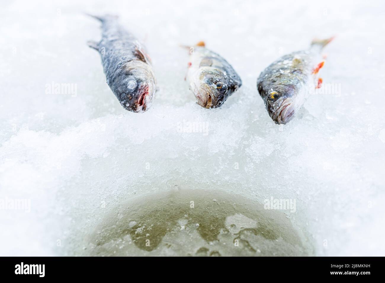 Primo piano dei pesci appena pescati con la pesca del ghiaccio, Lapponia, Svezia Foto Stock
