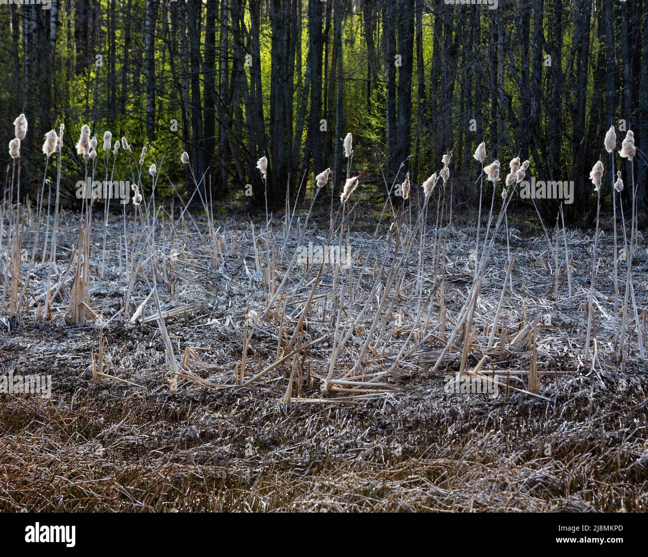 Virikdammen a Sandefjord, Norvegia all'inizio della primavera. Zone umide con Typha latifolia/Typha angustifolia. Bacini di semi caracteristici, in habitat tipico. Foto Stock